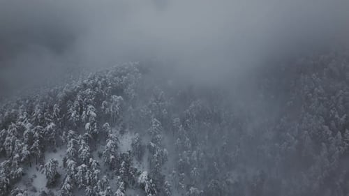 Aerial View of Snow-Covered Forest in Winter