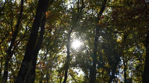 La lumière du soleil d'automne filtre à travers les feuilles denses de la forêt aux couleurs automnales éclatantes