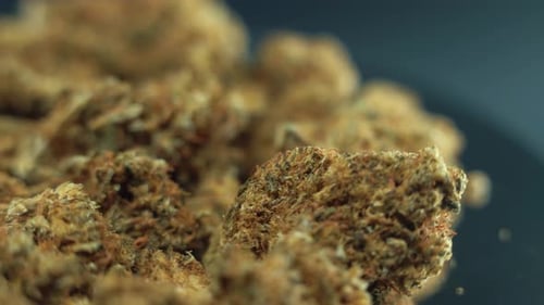 crisp video of a cannabis plant, marijuana dry yellow flowers, rotating 360 movement 4K