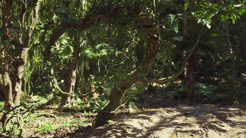 Lush Rainforest Scene in Peru with Twisting Vines and Dense Foliage