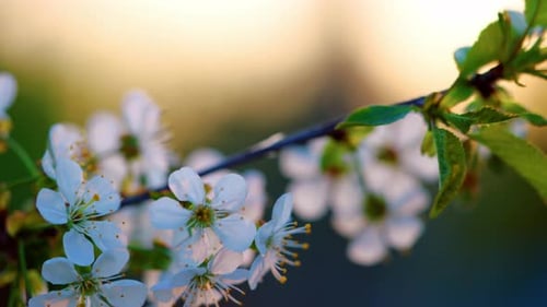 White Cherry Blossoms In Shallow Depth Of Field During Sunset. Selective Focus