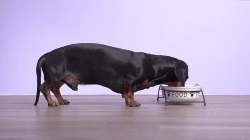 Dachshund Enjoys Food From His Bowl