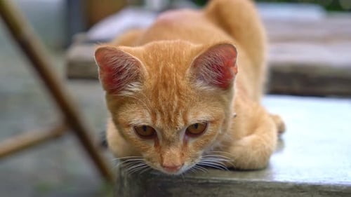 close-up cute orange baby cat