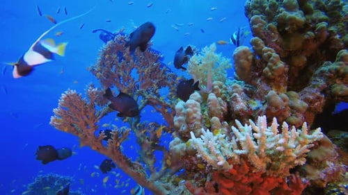 Soft-Hard Corals Colourful Fish