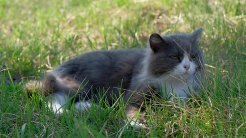 Cat Lying in Green Grass
