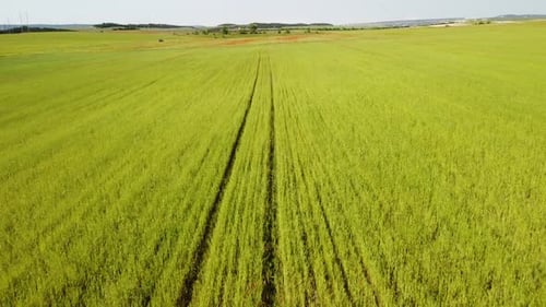 Aerial View on Green Wheat Field in Countryside