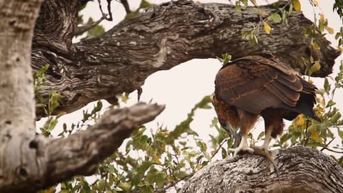 Bateleur Eagle in Kgalagadi transfrontier park, South Africa