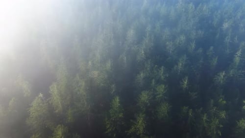 Fog above a forest, clouds pass over trees.