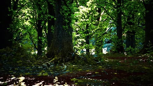 Forest Landscape with Old Massive Trees and Mossy Stones