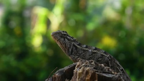 Lagartija oriental hembra de jardín moviéndose sobre un árbol talado en el país tropical de Sri Lanka