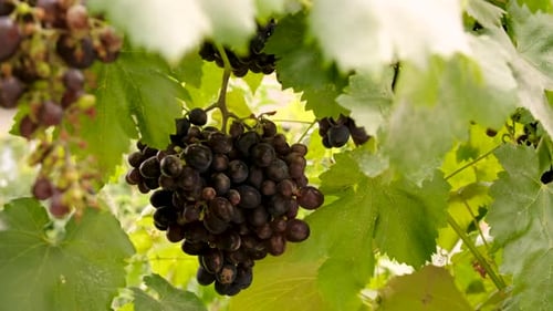 Grapes Grow in the Garden Selective Focus