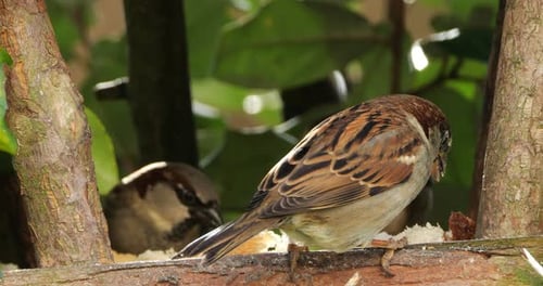 Two Sparrows Eating Crumbs on Wooden Ledge