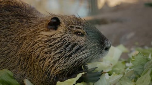 Nutria disfruta de una comida de repollo fresco en la granja