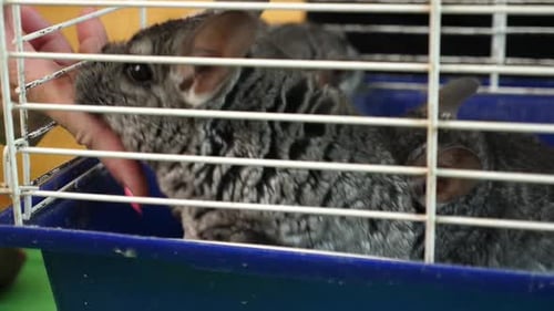 Chinchillas in a Cage, Close Up Shot