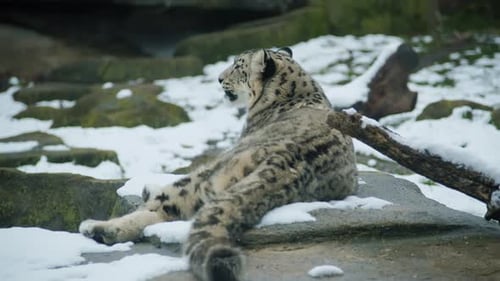 Snow Leopard Observes the Surroundings and Rest in Winter Time