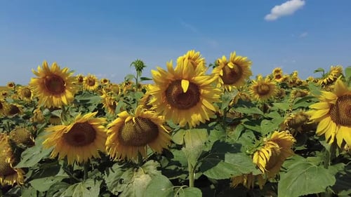 Sunflowers Field in Summer