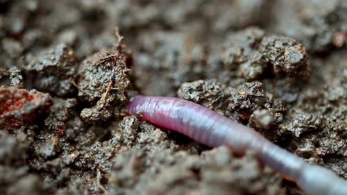 Close-up view of earthworm navigating rich, crumbly dirt
