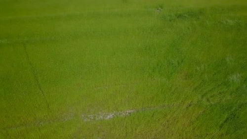 Aerial drone view of flying over the beautiful green grass field.