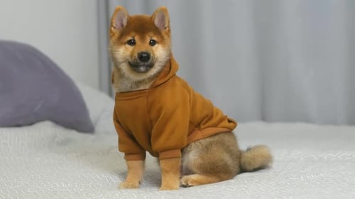 Shiba Inu Puppy Wearing Hoodie Sitting on Bed