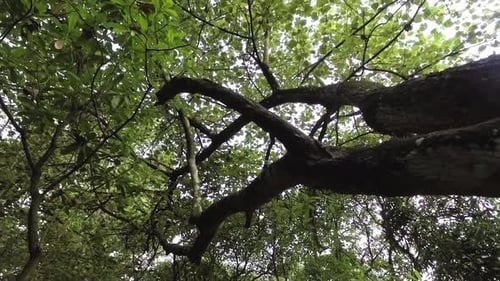 pan shot, a shady tree with green leaves