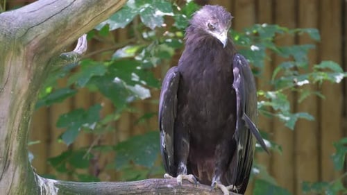 A Majestic Black Eagle Perches on a Branch Gazing at the Camera
