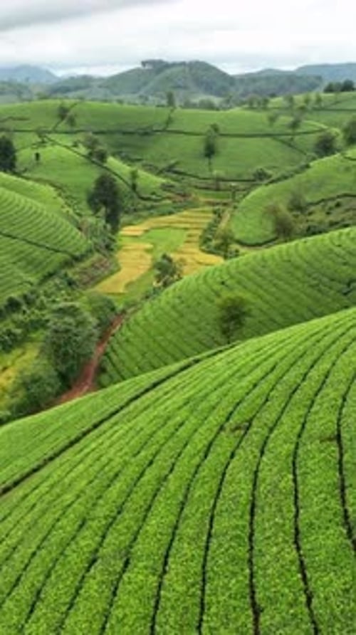 Vertical View Of Mountain Hills And Tea Fields, Vietnam