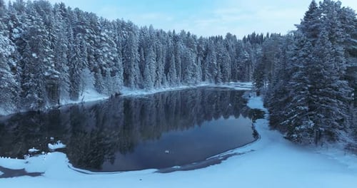 Unfrozen forest river on a frosty day, the fairy spruces are covered with snow
