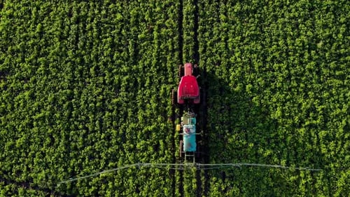 Top Down Aerial View Process of Spraying with Chemicals and Pesticides Fields with Potatoes