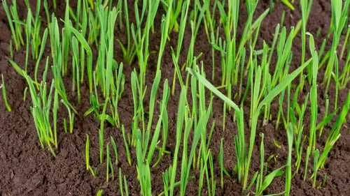 Time Lapse of Growth Fresh Green Grass