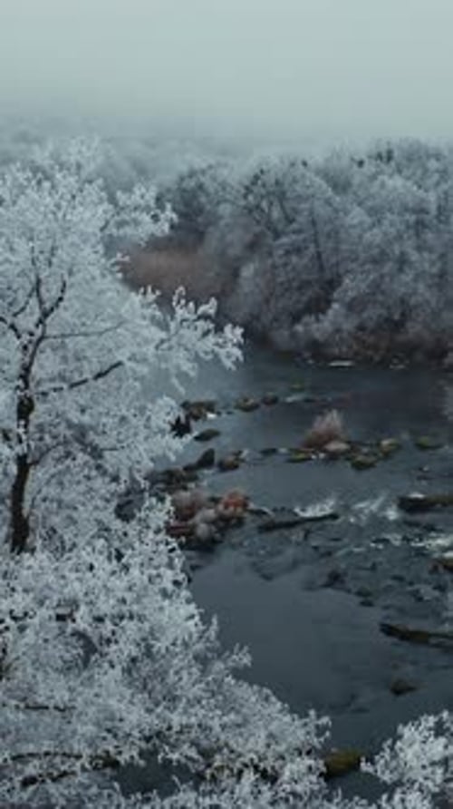 Nature scene in winter. White frozen trees over the river in cold season.