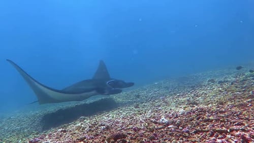 A Manta Ray cruising along the ocean floor