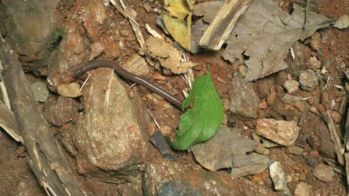Big beautiful earthworm in the black soil, close-up.
