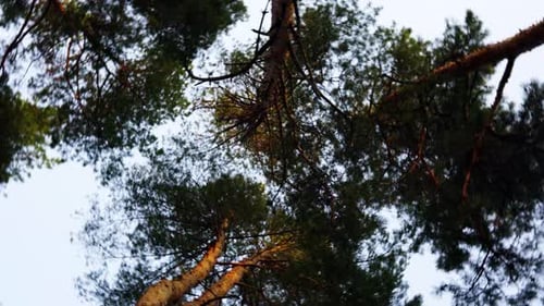 Pinien vor blauem Himmel