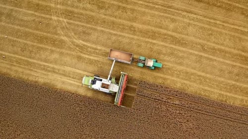 Harvesting machinery work on field. Combine pouring ripe wheat grains into tractor. Crop season.