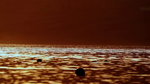 Blurred golden sea at sunset, sun reflects and shines on the waves with bokeh, illuminating the gold