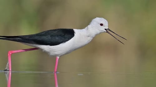 Black-winged Stilt in Profile, Detailed Close-up