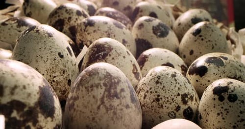 Close Up of Fresh Speckled Quail Eggs