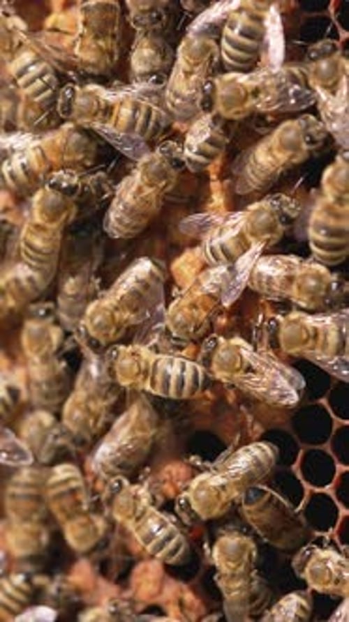 Close up of bee working in the hive. Bees swarming on honeycomb. Vertical video