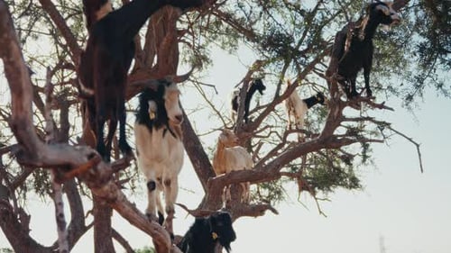 Imagen estática de primer plano de una jauría de cabras inmóviles sobre las ramas de un árbol de argán en Marruecos.