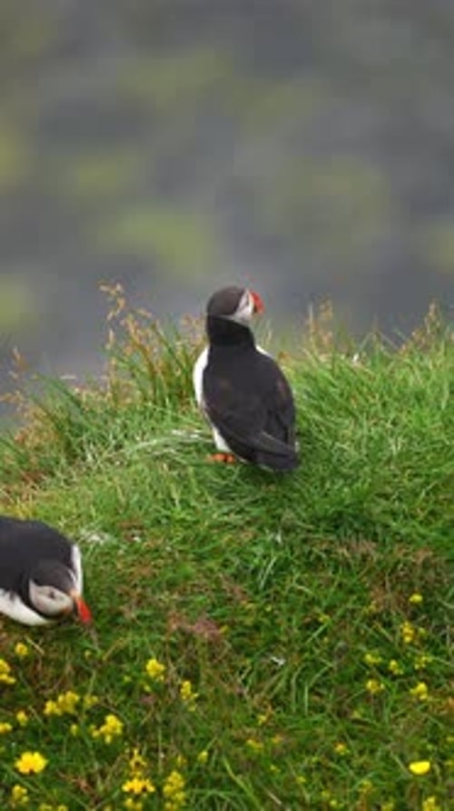 Macareux sur une falaise herbeuse avec activité de lissage en Islande