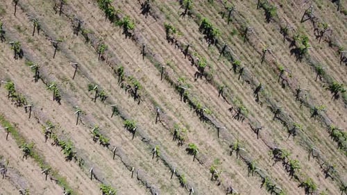 Neues junges Weingut im Frühling