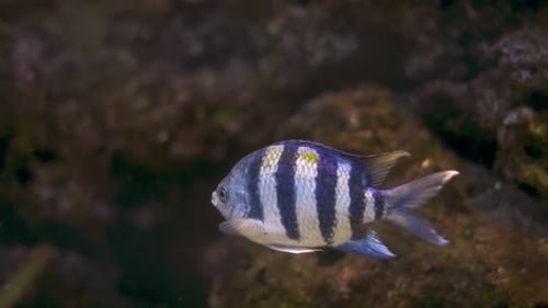 Striking Striped Fish Swimming Underwater