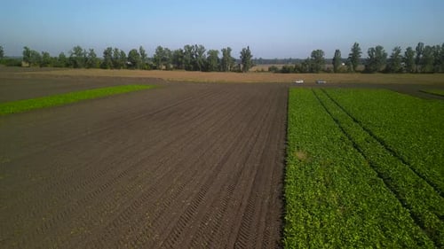 Combine harvesting sugar beet aerial view