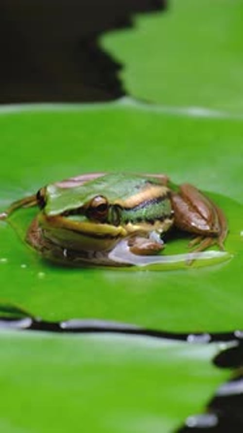 A green frog sitting on a lotus leaf in a natural water lily pond.