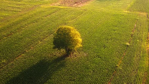 Solitary Tree in a Lush Green Field 4K