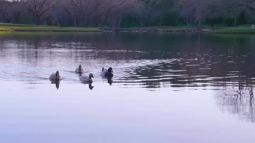 Ducks Swimming Across Pond Beautiful