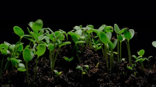 Time-lapse of Vibrant Green Sprouts Emerging from Soil
