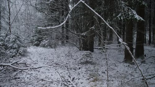 Russia Siberia Snow Dusted Trail Through Dark Forest Therapist Leading Mindful Walk Under Tangled