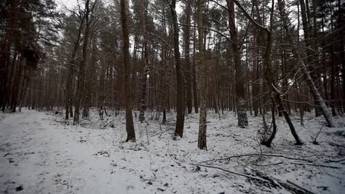 snowing in a forest with tall trees , ground covered with snow and old branches , panning shot