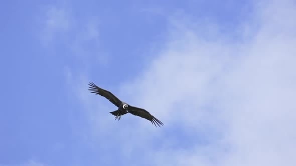 Two Andean condors in flight showing off their wingspan. Adult plumage ...